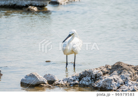 The small white heron or Little egret stands in the lake The small white heron or Little egret stands in the lake 96979583