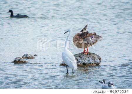 The small white heron or Little egret stands in the lake 96979584