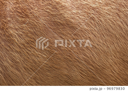 Close up of brown soft wool texture background. Natural fluffy fur of sheep, cow or calf. Warmth and comfort. Close up of brown soft wool texture background. Natural fluffy fur of sheep, cow or calf. Warmth and comfort. 96979830