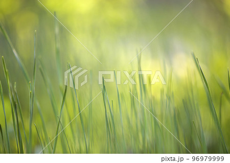 Bright green grass, thin blades growing on blurred green bokeh grassy background on sunny spring or summer day. Beauty of natural environment concept. 96979999