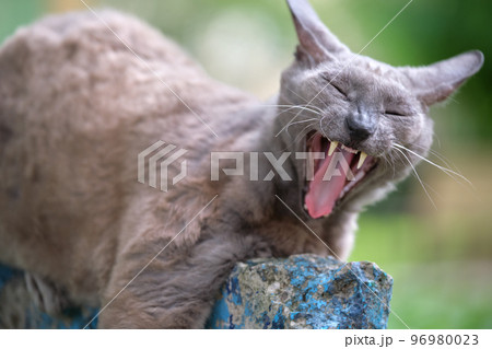 Big gray angry looking Sphinx breed stray cat resting on steet outdoors in summer 96980023