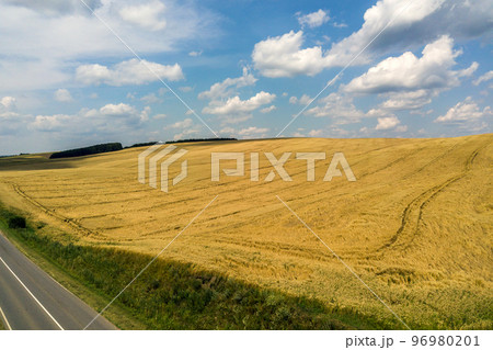 Aerial view of yellow agriculture wheat field ready to be harvested in late summer. Aerial view of yellow agriculture wheat field ready to be harvested in late summer. 96980201