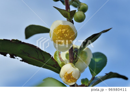 お茶の花 96980411