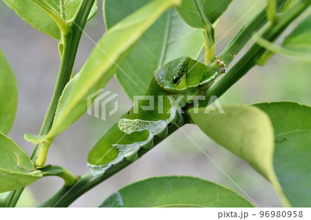 ナミアゲハの幼虫 青虫 ナミアゲハの幼虫 青虫 96980958