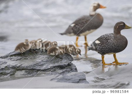 Falkland Steamer Duck and brood Falkland Steamer Duck and brood 96981584