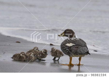 Falkland Steamer Duck and brood Falkland Steamer Duck and brood 96981594