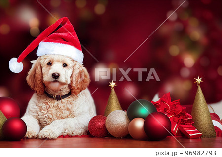 Adorable Golden doodle dog with one Santa hat and Christmas decorations, cute Christmas scene.  96982793