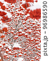 Vertical view of the red rowan covered snow in winter 96986590