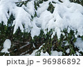Grass in the snow. Snow covered the grass and bushes. White, crystalline snow on the ground. 96986892