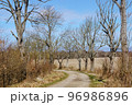 A road in the woods. A forest alley. Spring and sunshine. Forest trail. Old beautiful trees. 96986896