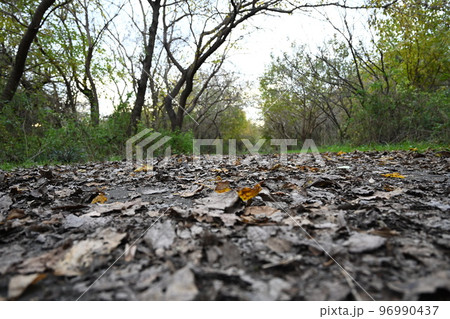 落ち葉のある散歩道 落ち葉のある散歩道 96990437