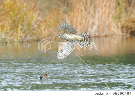 池にやって来て獲物を狙うオオタカの若鳥 96990494