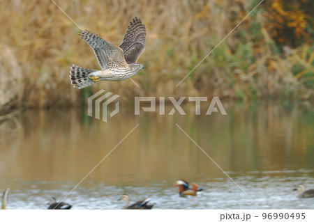 池にやって来て獲物を狙うオオタカの若鳥 池にやって来て獲物を狙うオオタカの若鳥 96990495
