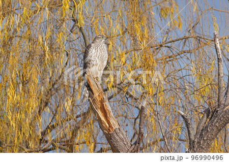 池の柳の木で休むオオタカの若鳥 96990496
