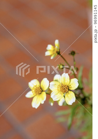 ウィンターコスモスの花 ウィンターコスモスの花 96991145