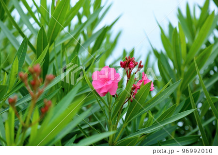 キョウチクトウの花 キョウチクトウの花 96992010