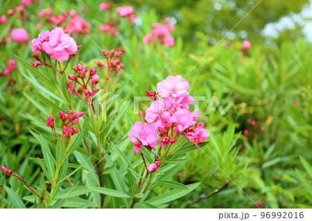 キョウチクトウの花 キョウチクトウの花 96992016