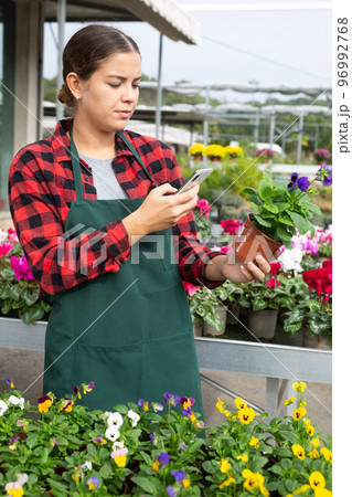 Concerned female gardener in uniform taking photo of flower name on phone in greenhouse 96992768