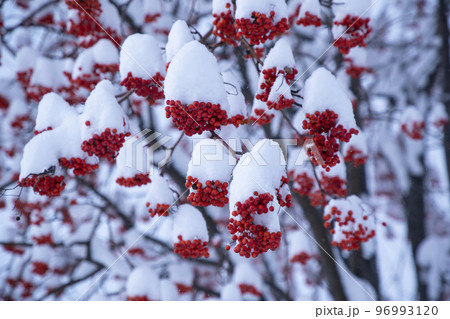 ナナカマド ナナカマド 96993120