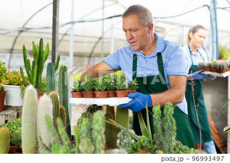 Woman and man holding a tray with cactuses in orangery 96993497