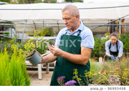 Focused male gardener in uniform taking photos of flowers and potted plants on phone in greenhouse 96993498