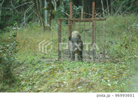 捕獲された野生の大型イノシシ 96993601