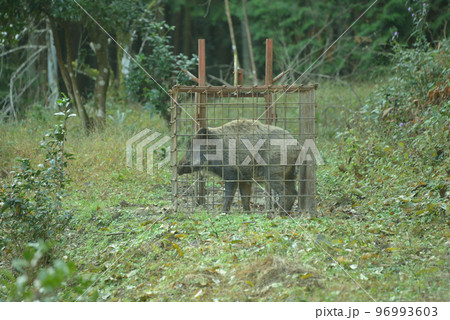 捕獲された野生の大型イノシシ 96993603