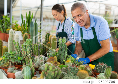 Woman and man holding a tray with cactuses in orangery 96993706
