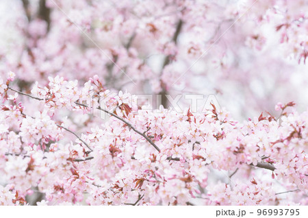 満開の桜(シネマティック動画との同時撮影) 満開の桜(シネマティック動画との同時撮影) 96993795