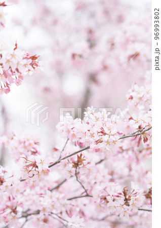 満開の桜（シネマティック動画との同時撮影） 96993802