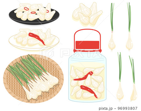 らっきょうとラッキョウの甘酢漬けのイラストのセット 96993807