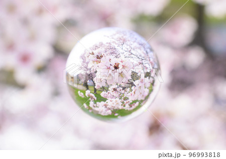 宙玉に映る桜 96993818