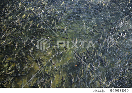 遡上するたくさんの鮭(疑似空撮) 遡上するたくさんの鮭(疑似空撮) 96993849