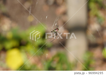 ジョロウグモ 96994295