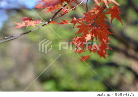 紅く染まったイロハモミジ 紅く染まったイロハモミジ 96994375