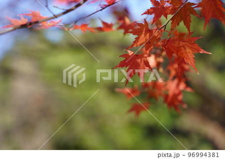紅く染まったイロハモミジ 紅く染まったイロハモミジ 96994381