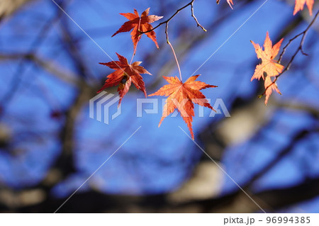 紅く染まったイロハモミジ 紅く染まったイロハモミジ 96994385