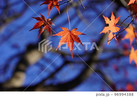 紅く染まったイロハモミジ 96994388