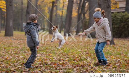Caucasian children are walking with jack russell terrier in autumn park. Boy, girl and dog are jumping outdoors. Caucasian children are walking with jack russell terrier in autumn park. Boy, girl and dog are jumping outdoors. 96995375
