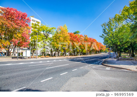 小網町交差点から東の平和記念公園方面を展望しています。平和大通りの美しい紅葉をご覧ください。広島県 96995569
