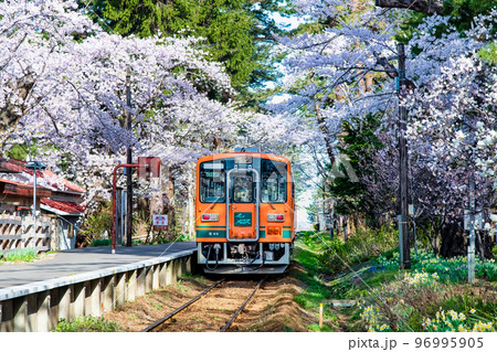 青森県 津軽鉄道　～桜満開の芦野公園～ 96995905