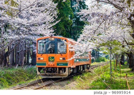 青森県 津軽鉄道　～桜満開の芦野公園～ 96995914
