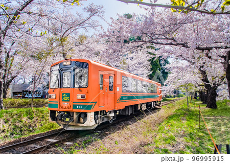 青森県 津軽鉄道 ~桜満開の芦野公園~ 青森県 津軽鉄道 ~桜満開の芦野公園~ 96995915