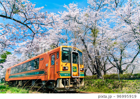 青森県 津軽鉄道　～桜満開の芦野公園～ 96995919