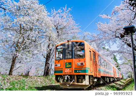 青森県 津軽鉄道　～桜満開の芦野公園～ 96995925