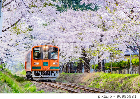青森県 津軽鉄道　～桜満開の芦野公園～ 96995931