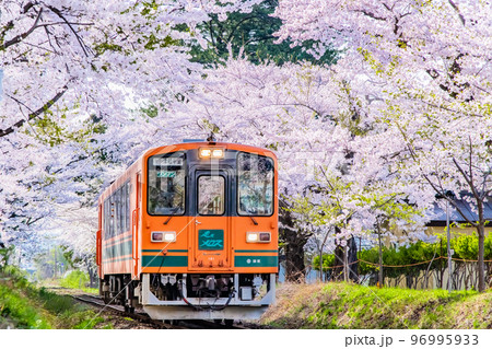 青森県 津軽鉄道 ~桜満開の芦野公園~ 青森県 津軽鉄道 ~桜満開の芦野公園~ 96995933