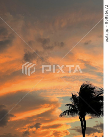 Beautiful coconut palm tree with amazing vivid sky at sunset 96996672