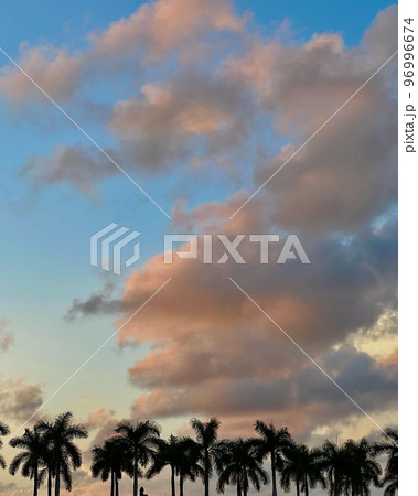 Beautiful coconut palm tree with amazing vivid sky at sunset 96996674