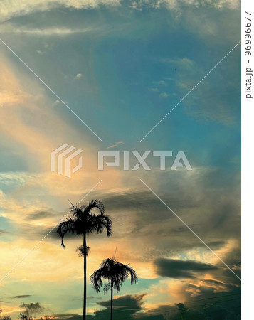 Beautiful coconut palm tree with amazing vivid sky at sunset 96996677